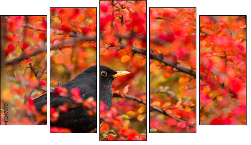 Common Blackbird (Turdus merula)  - Obraz pięcioczęściowy, Pentaptyk