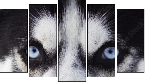 Close up on blue eyes of husky  - Obraz pięcioczęściowy, Pentaptyk