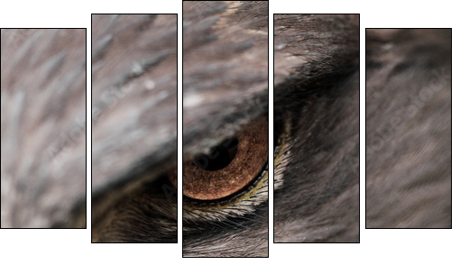 Steppe Eagle  - Obraz pięcioczęściowy, Pentaptyk