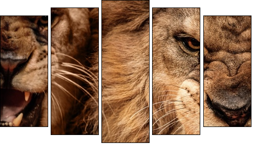 Close-up shot of two roaring lion  - Obraz pięcioczęściowy, Pentaptyk