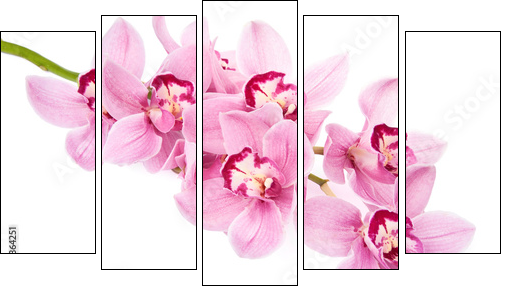 pink orchid flowers isolated  - Obraz pięcioczęściowy, Pentaptyk