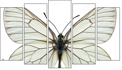 Isolated Black-veined White butterfly  - Obraz pięcioczęściowy, Pentaptyk