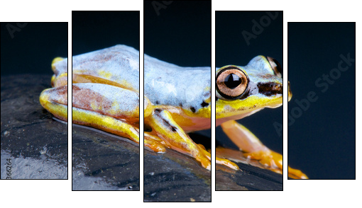 White Tree Frog / Heterixalus madagascariensis  - Obraz pięcioczęściowy, Pentaptyk