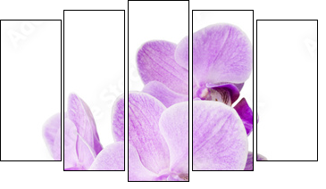 Light purple orchid isolated on white  - Obraz pięcioczęściowy, Pentaptyk