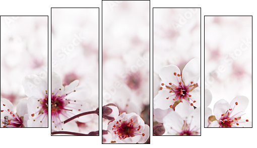 Cherry blossoms  - Obraz pięcioczęściowy, Pentaptyk