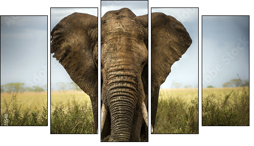 sfondo di elefante  - Obraz pięcioczęściowy, Pentaptyk