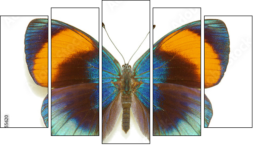 Exotic butterfly Asterope sapphira  - Obraz pięcioczęściowy, Pentaptyk