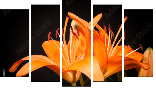 lilies on a black background  - Obraz pięcioczęściowy, Pentaptyk