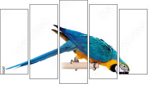 Blue and Yellow Macaw (Ara Ararauna) on white  - Obraz pięcioczęściowy, Pentaptyk
