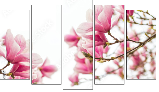 MagnolienblÃ¼ten FrÃ¼hlingszeit  - Obraz pięcioczęściowy, Pentaptyk