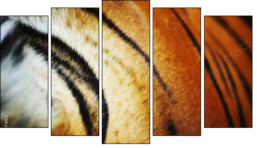 tiger  - Obraz pięcioczęściowy, Pentaptyk