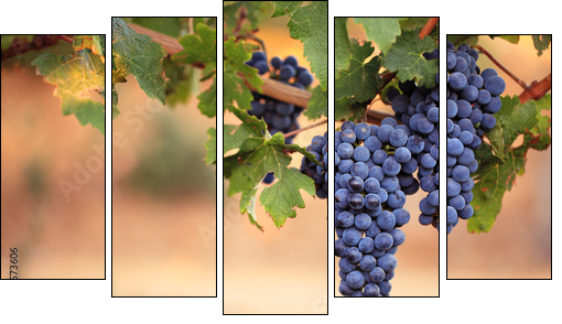 Large bunches of red wine grapes on vine  - Obraz pięcioczęściowy, Pentaptyk