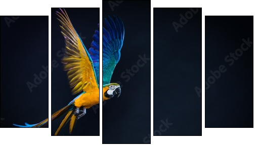 Colourful flying Ara on a dark background  - Obraz pięcioczęściowy, Pentaptyk