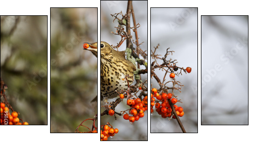 Song thrush, Turdus philomelos  - Obraz pięcioczęściowy, Pentaptyk