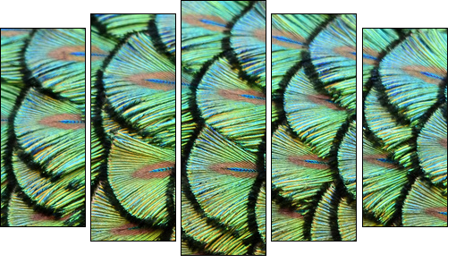 peacock background  - Obraz pięcioczęściowy, Pentaptyk