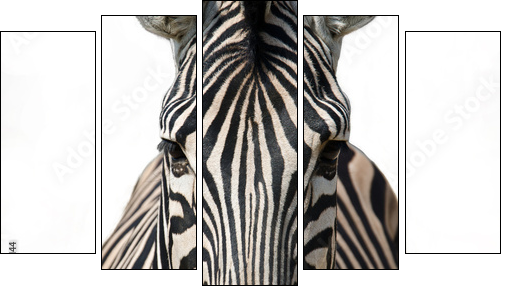 Isolated zebra  - Obraz pięcioczęściowy, Pentaptyk