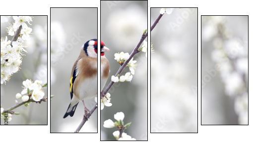 Goldfinch, Carduelis carduelis  - Obraz pięcioczęściowy, Pentaptyk