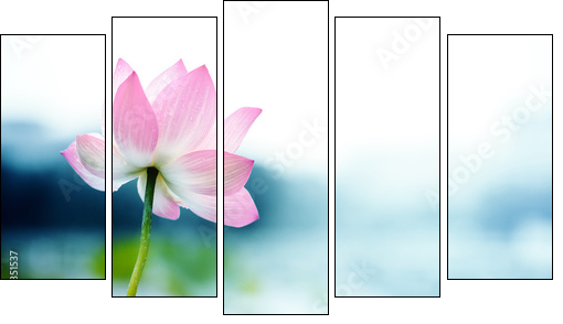 blooming lotus flower  - Obraz pięcioczęściowy, Pentaptyk