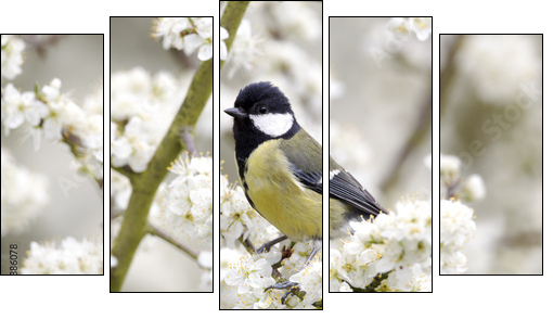 Great tit, Parus major, single bird on blossom  - Obraz pięcioczęściowy, Pentaptyk