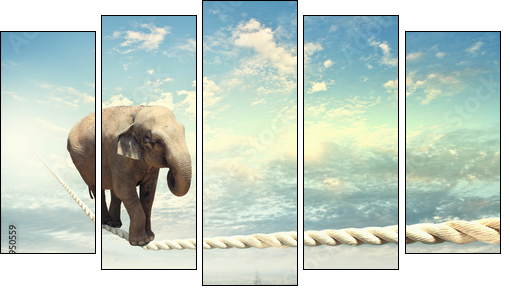 Elephant walking on rope  - Obraz pięcioczęściowy, Pentaptyk