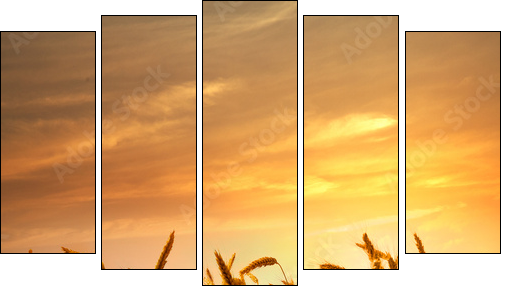 A field of wheat in the golden light of sunset.  - Obraz pięcioczęściowy, Pentaptyk