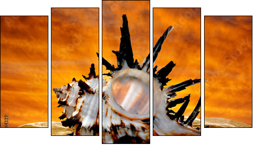 Conch shell on beach in the sunset  - Obraz pięcioczęściowy, Pentaptyk