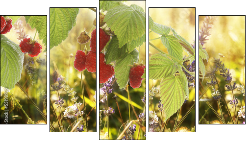 Raspberry.Garden raspberries at Sunset.Soft Focus  - Obraz pięcioczęściowy, Pentaptyk