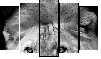 Lion portrait  - Obraz pięcioczęściowy, Pentaptyk