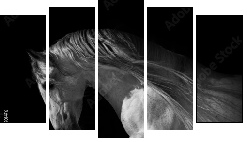 horse portrait on a dark background  - Obraz pięcioczęściowy, Pentaptyk