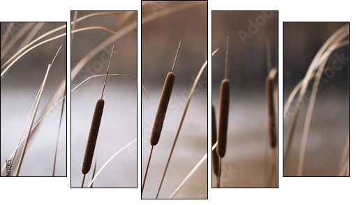 Reeds in Autumn  - Obraz pięcioczęściowy, Pentaptyk