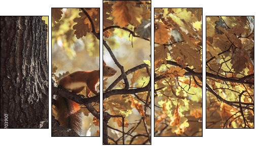 squirrel  - Obraz pięcioczęściowy, Pentaptyk