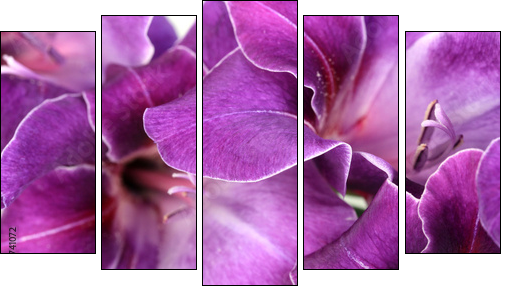 Beautiful gladiolus flower close up  - Obraz pięcioczęściowy, Pentaptyk