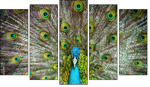 Peacock closeup on a background of feathers  - Obraz pięcioczęściowy, Pentaptyk