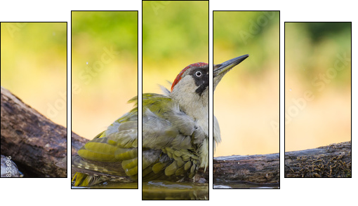 European Green Woodpecker  - Obraz pięcioczęściowy, Pentaptyk