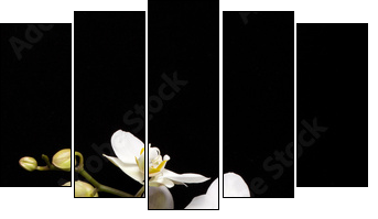 White orchid isolated on black  - Obraz pięcioczęściowy, Pentaptyk