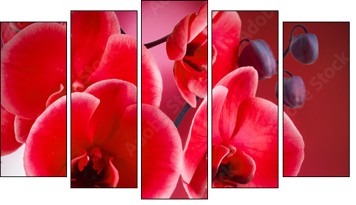 orquÃ­deas rojas con fondo y agua  - Obraz pięcioczęściowy, Pentaptyk
