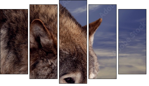 Head of wolf  - Obraz pięcioczęściowy, Pentaptyk
