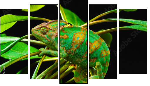 One Yemen chameleon  - Obraz pięcioczęściowy, Pentaptyk