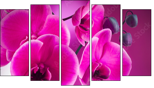 natural floral background, spa concept  - Obraz pięcioczęściowy, Pentaptyk