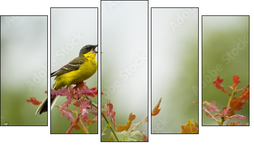 Yellow Wagtail singing on tree branch  - Obraz pięcioczęściowy, Pentaptyk