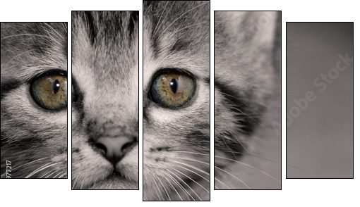 Tabby kitten  - Obraz pięcioczęściowy, Pentaptyk
