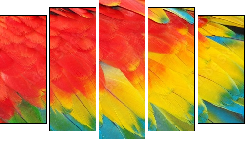 Parrot feathers, red and blue exotic texture  - Obraz pięcioczęściowy, Pentaptyk