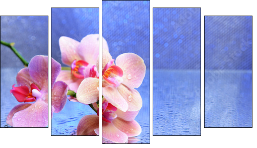 Beautiful blooming orchid with water drops  - Obraz pięcioczęściowy, Pentaptyk