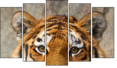 Tiger face up close  - Obraz pięcioczęściowy, Pentaptyk