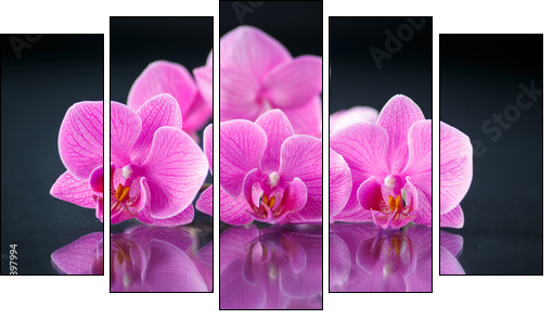 beautiful branch Phalaenopsis  - Obraz pięcioczęściowy, Pentaptyk