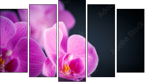 beautiful  Phalaenopsis  - Obraz pięcioczęściowy, Pentaptyk