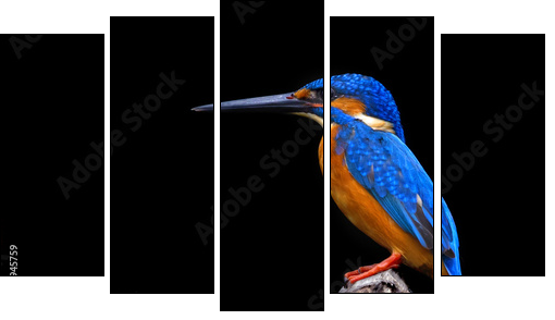 Kingfisher  - Obraz pięcioczęściowy, Pentaptyk