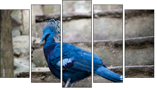 Victoria crowned pigeon. Exotic Bird Goura Victoria  - Obraz pięcioczęściowy, Pentaptyk