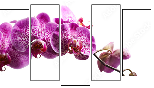 Purple orchid flowers isolated on white background  - Obraz pięcioczęściowy, Pentaptyk