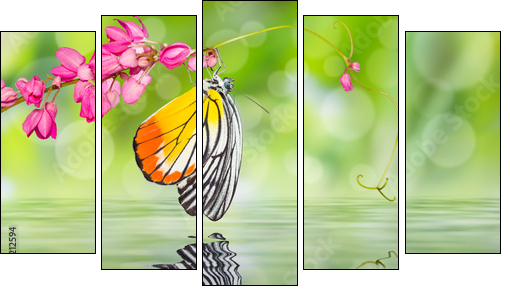 Painted Jezebel butterfly  - Obraz pięcioczęściowy, Pentaptyk